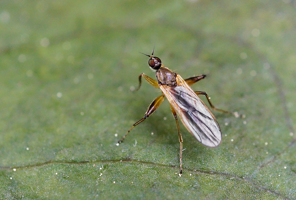 Phillodromia melanocephala.jpg