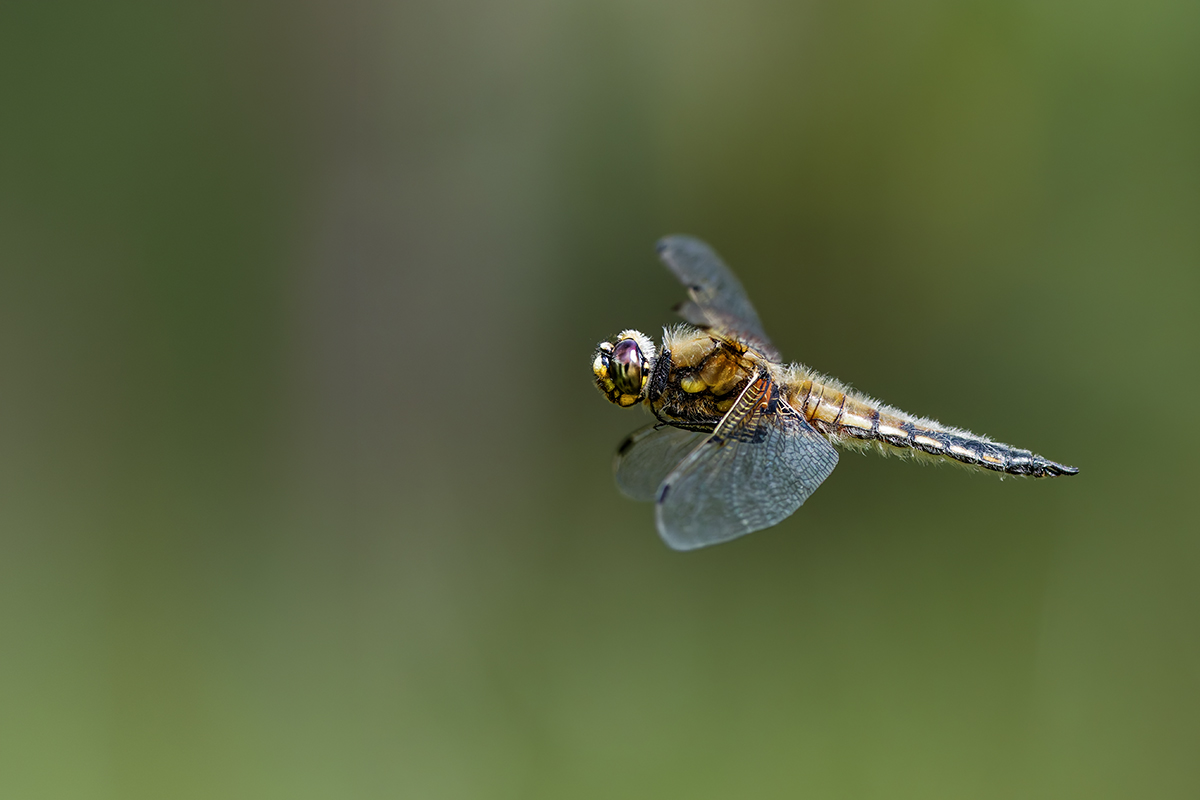 3C3A2530_DxO klein.jpg