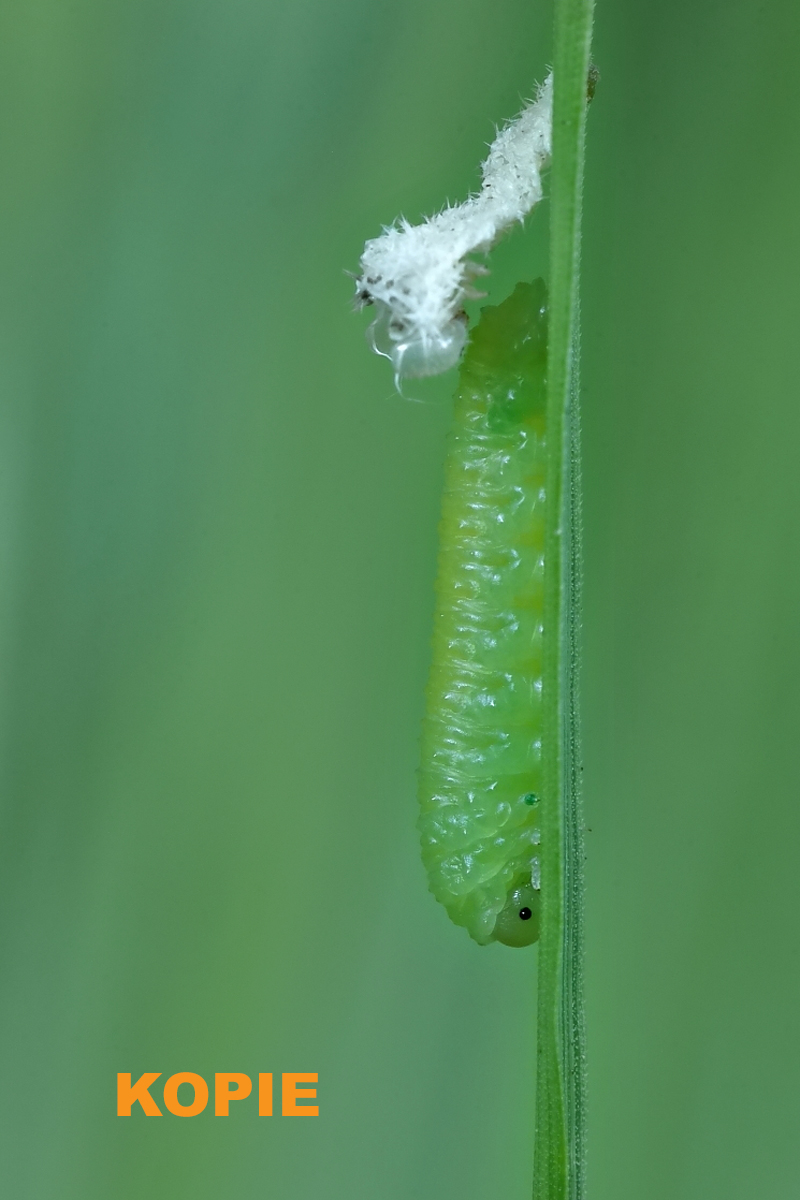 IMG_4051_rs.jpg Kopie.jpg