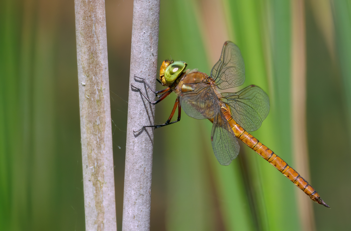 P1074612-.JPG