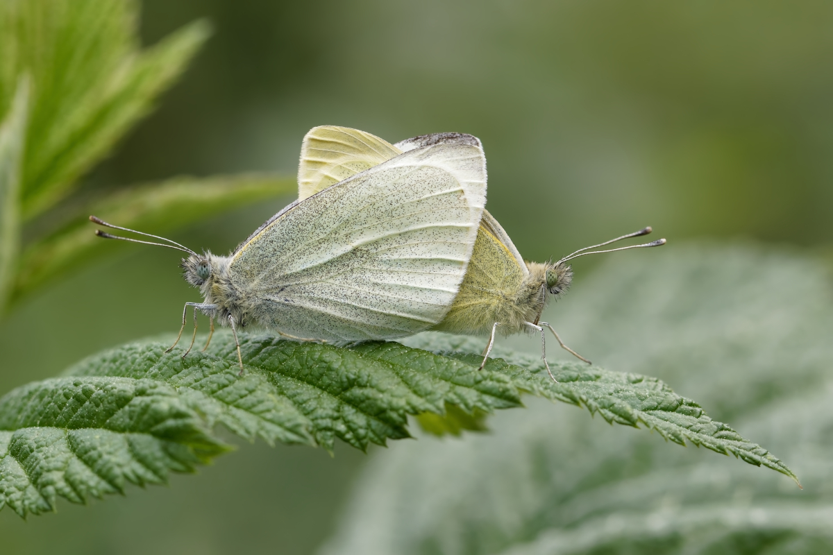 MF_Kleiner Kohlweißling (Pieris rapae) Kopula_260527_0pc_IMG_7447.jpg