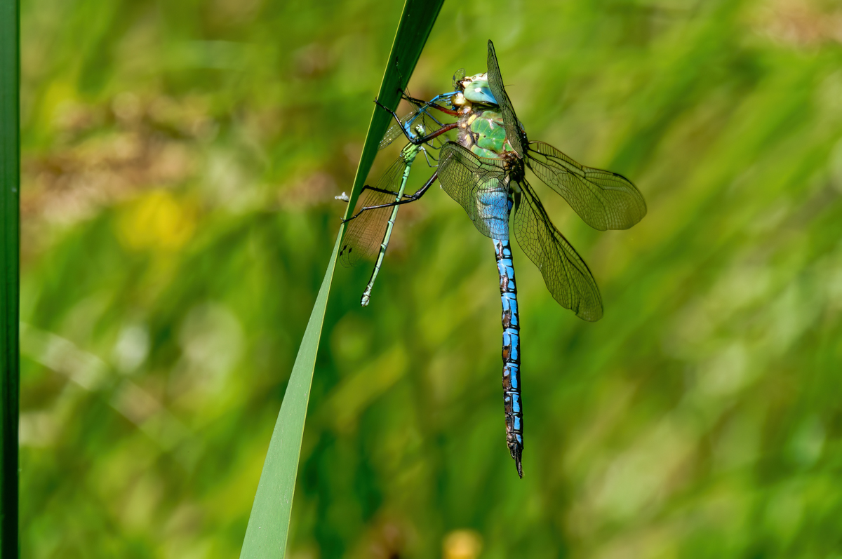 P1074687-.JPG
