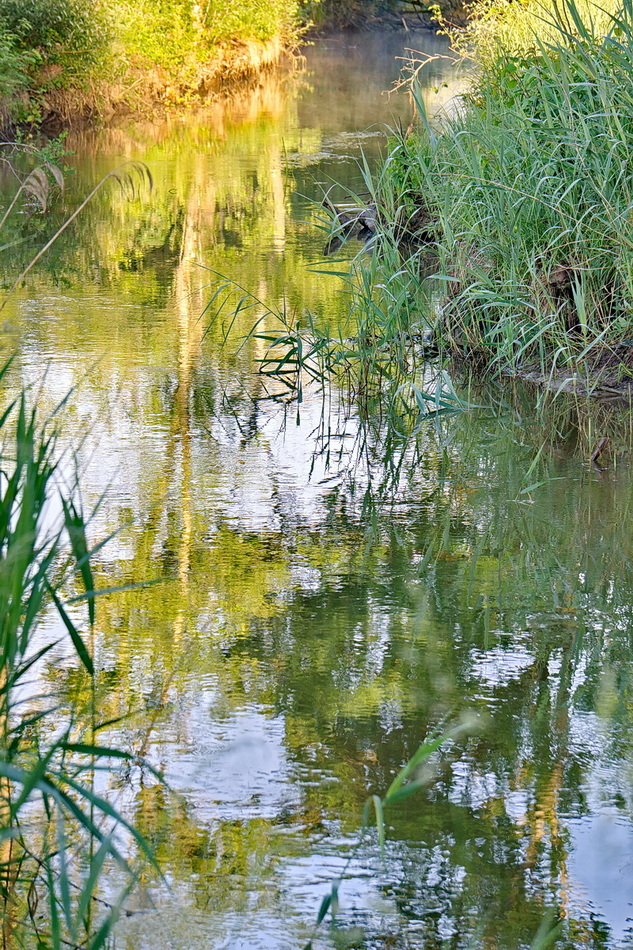 DSC07773 Habitat Prachtlibelle kl kl.jpg