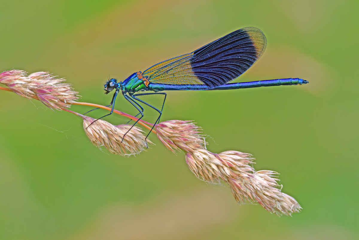 P1075385-.JPG