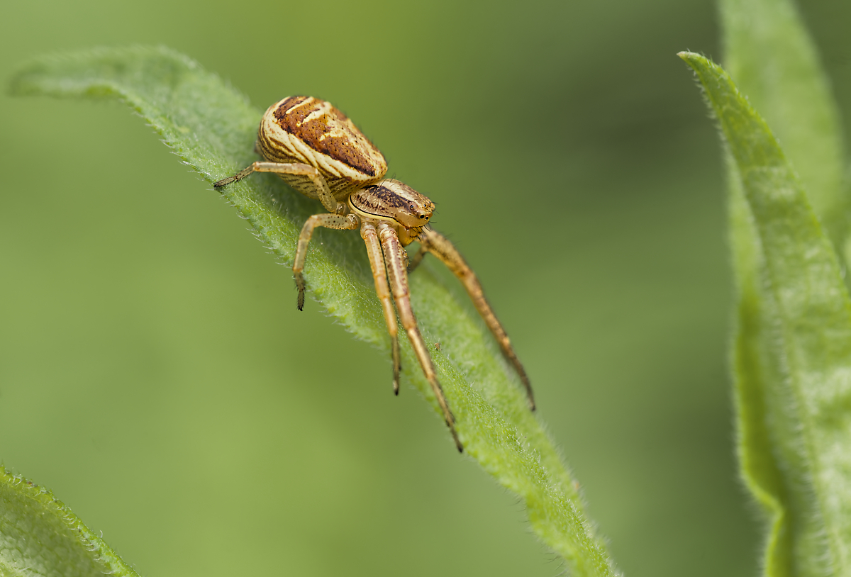 Braune Krabbenspinne 2.jpg