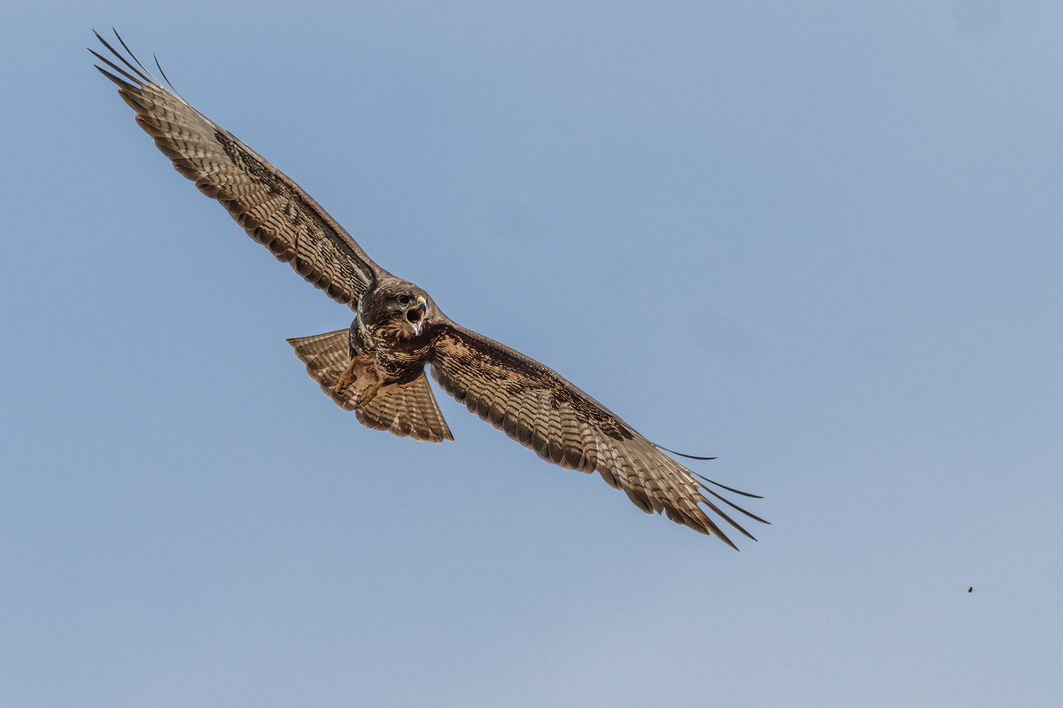 Mäusebussard 54a 2026.jpg