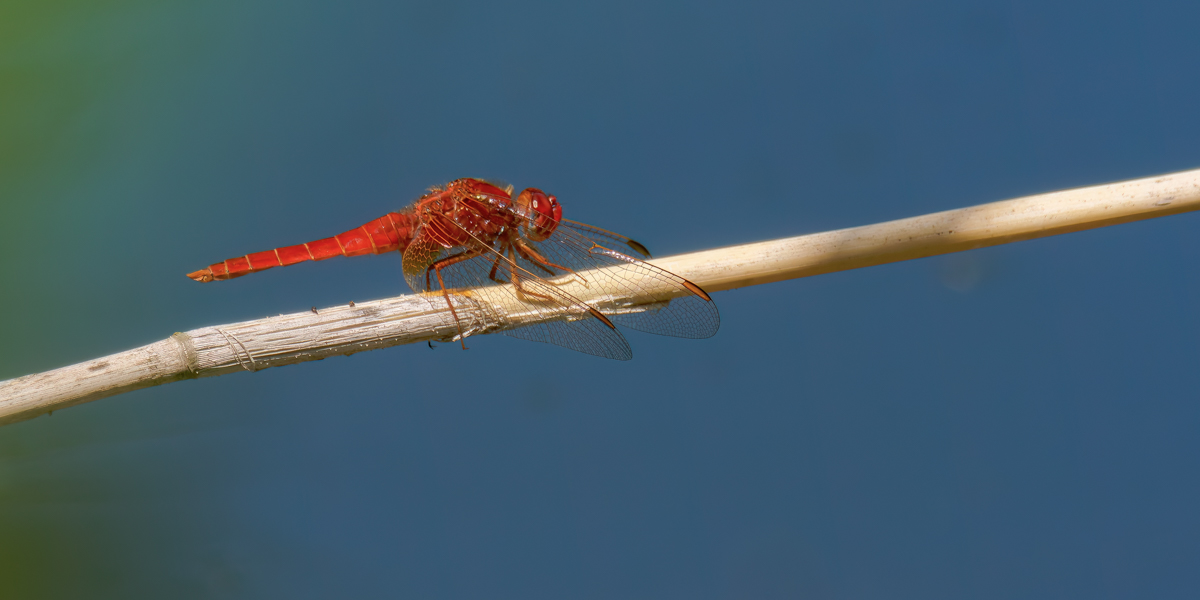 P1075352-.JPG