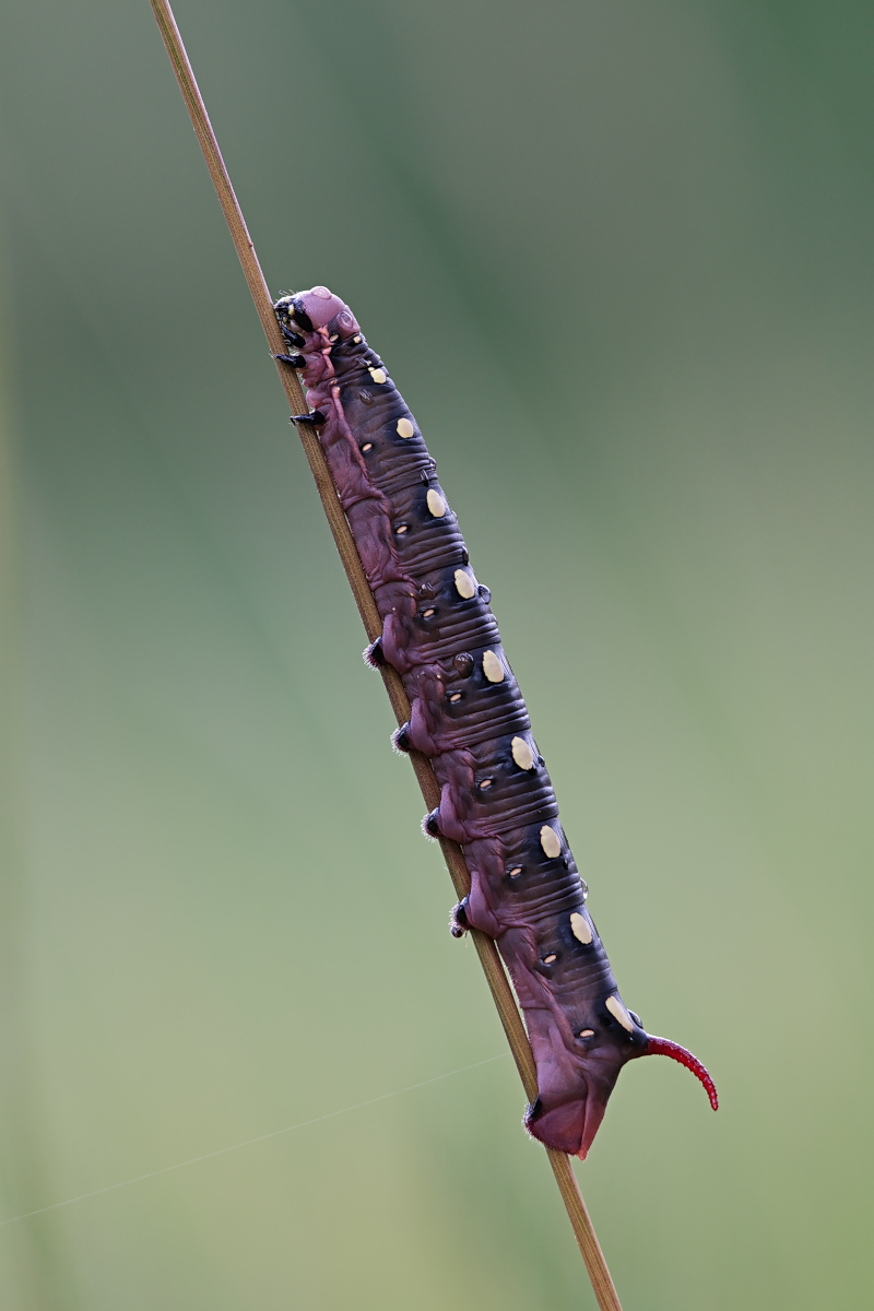 Hyles gallii - Raupe 01a.jpg