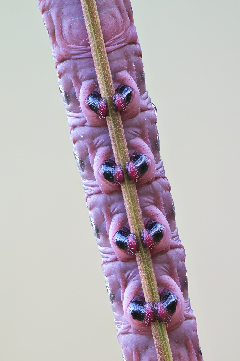 Hyles gallii - Raupe 01b.jpg