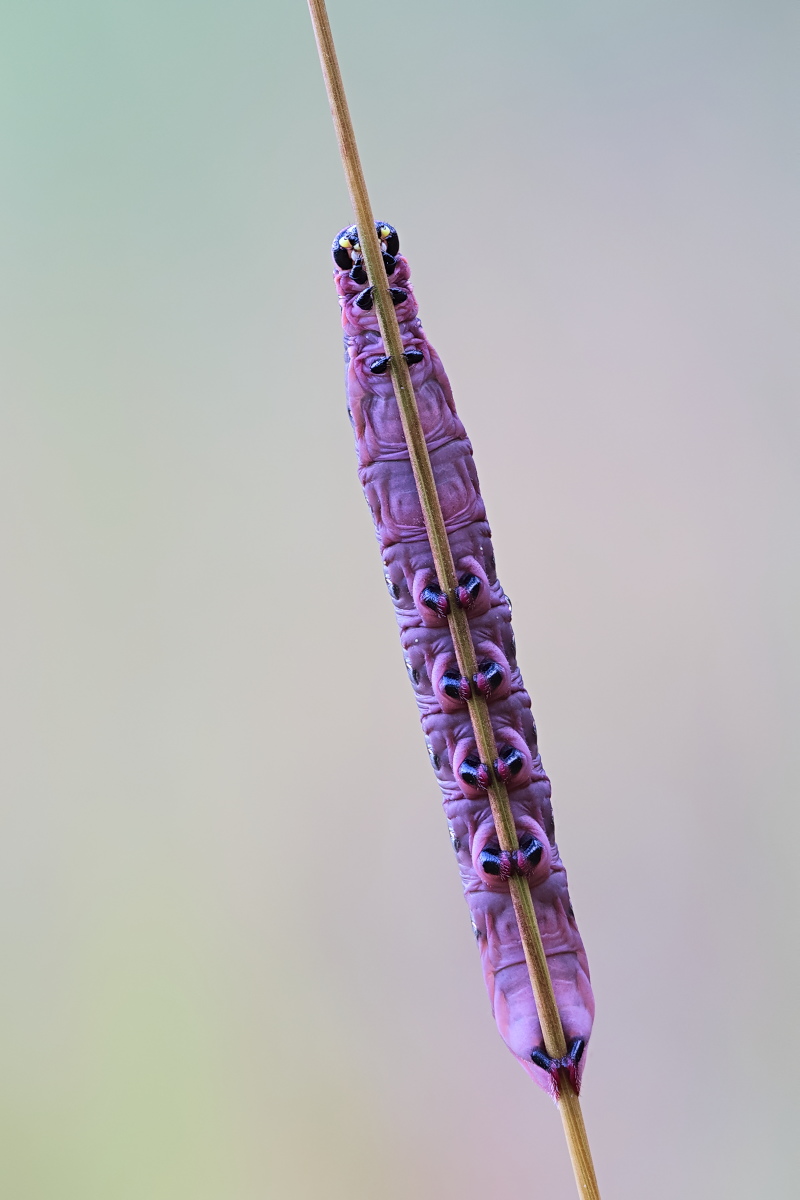Hyles gallii - Raupe 01c.jpg