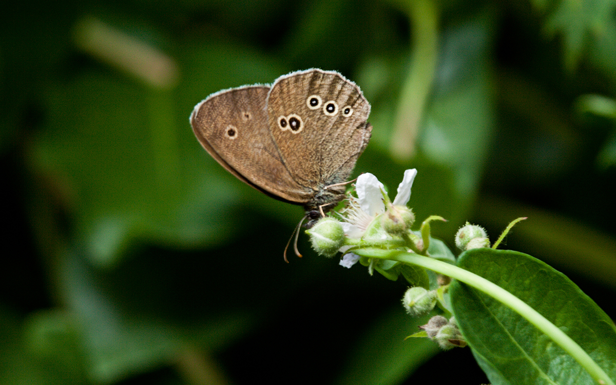 Braune Waldvogel Schornsteinfeger 02.jpg
