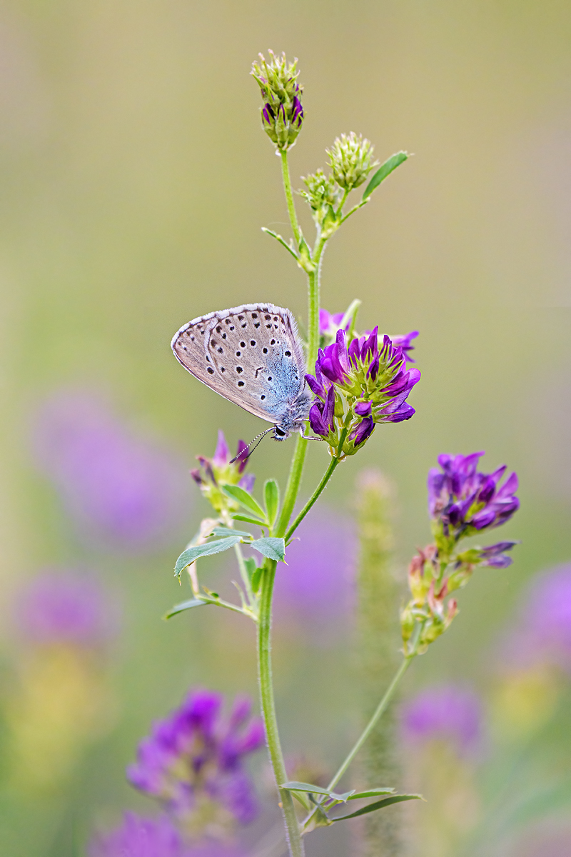 P2156621_fertig3.jpg