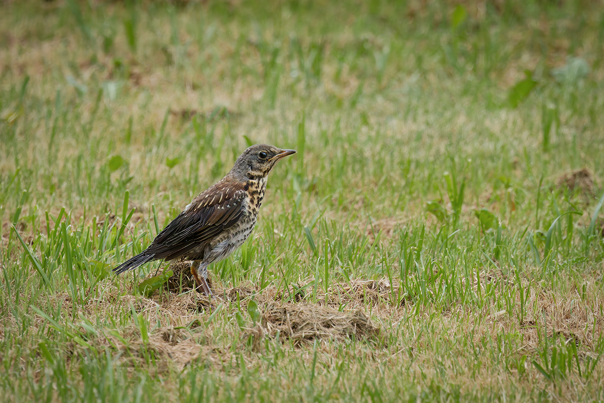 3C3A9081_DxO Klein.jpg