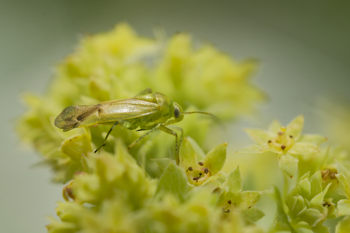 Lygocoris contaminatus 1.jpg