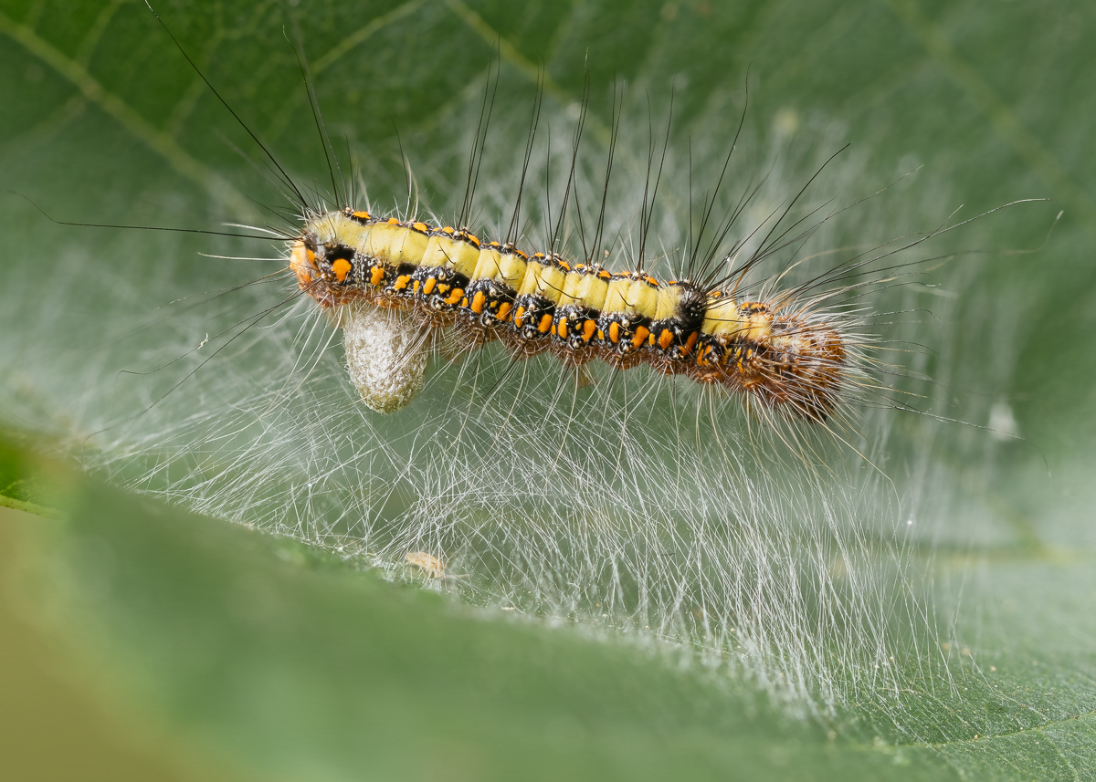 Raupe_Pfeileule-3.jpg