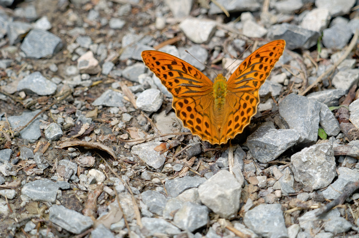 P1000651-.JPG