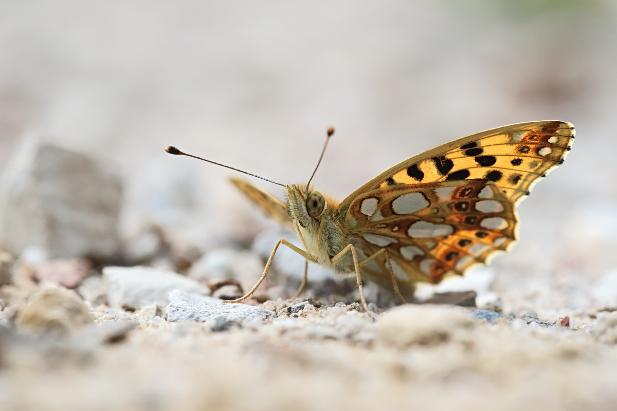Issoria lathonia 05e.jpg