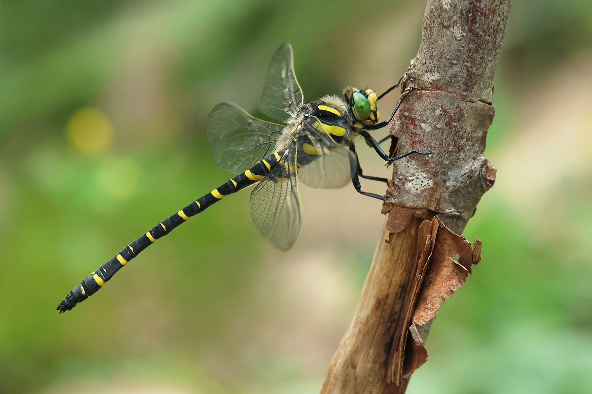 Cordulegaster boltonii_m_8W8A9241_1200.jpg