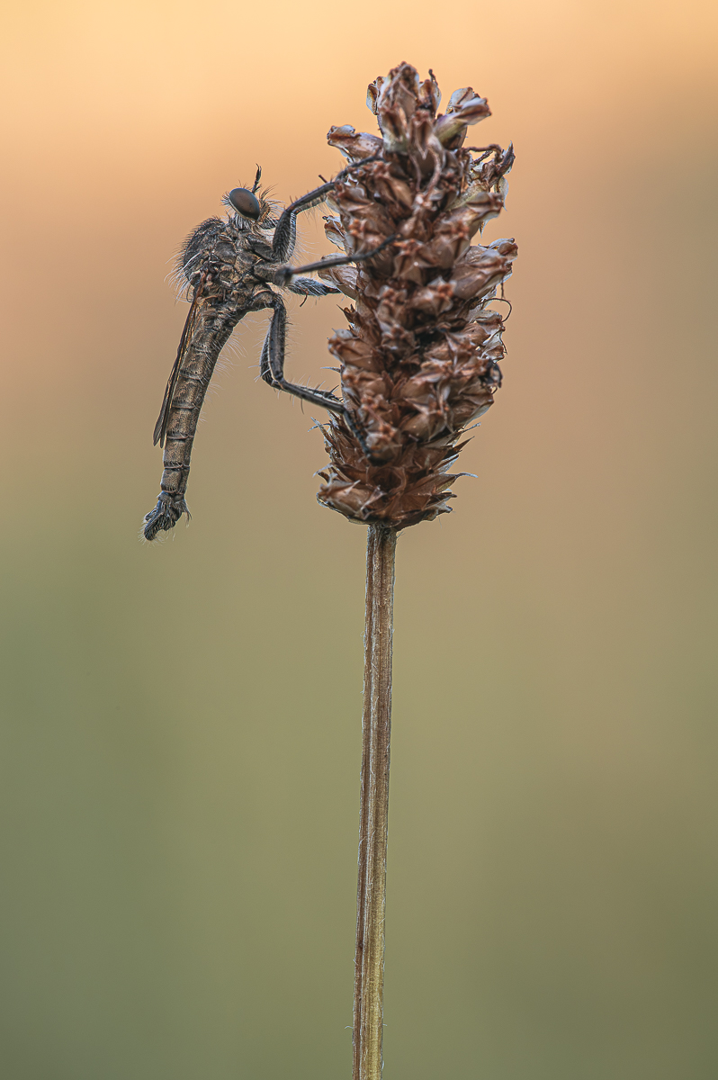 Raubfliege -7974.jpg
