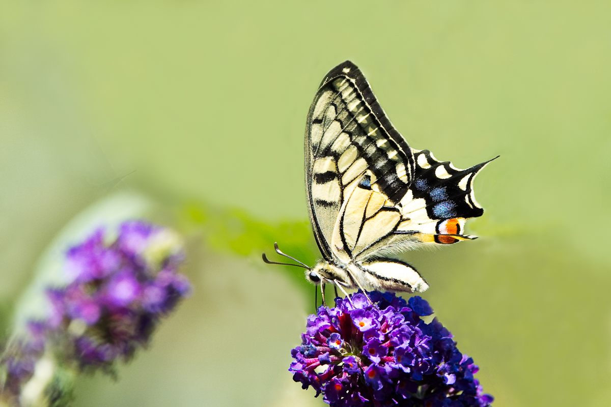 _MG_6321.jpg