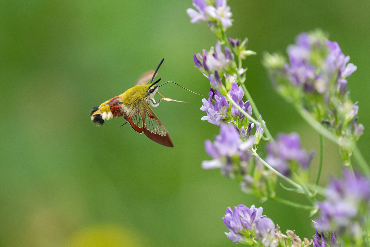 P7091890aus2_1200.jpg