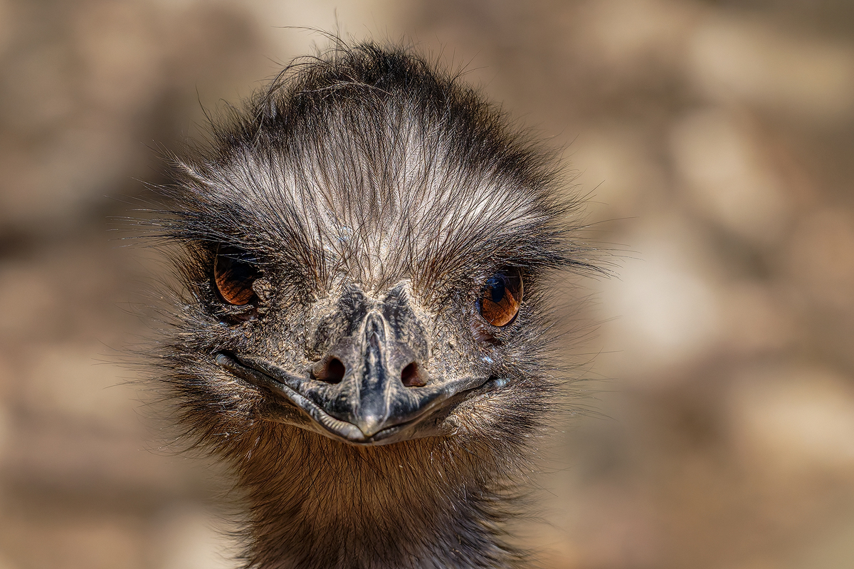 Nandu Rhea americana--2a 2026.jpg