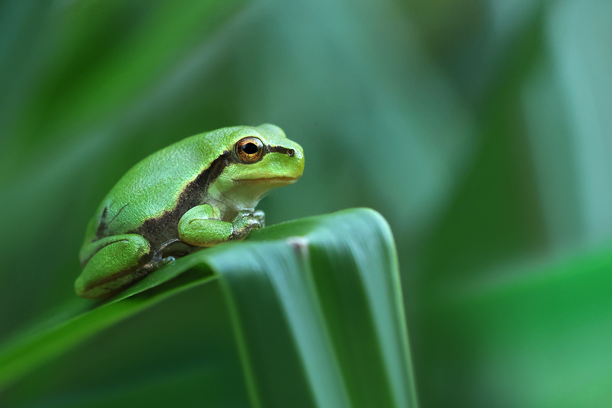 Laubfroschbaby_8W8A1145_1200.jpg