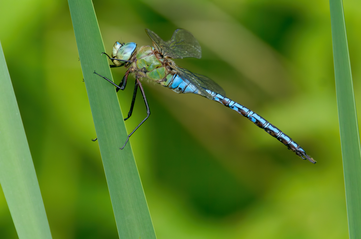 P1000954-.JPG
