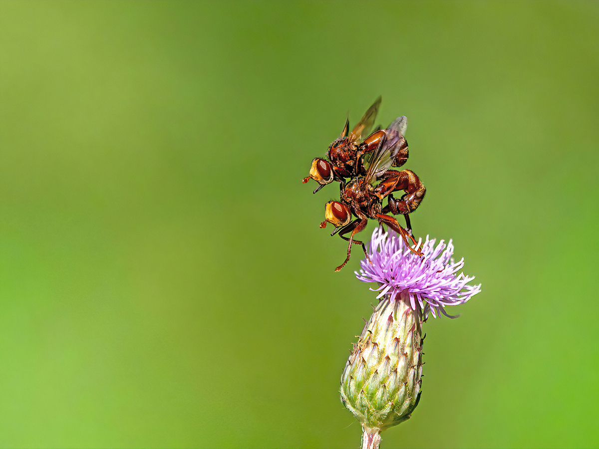 P7040608NP1.jpg