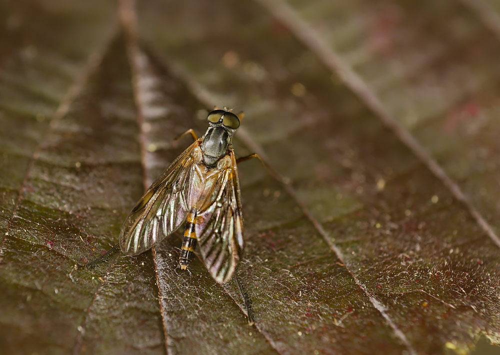 Schnepfenfliege.jpg