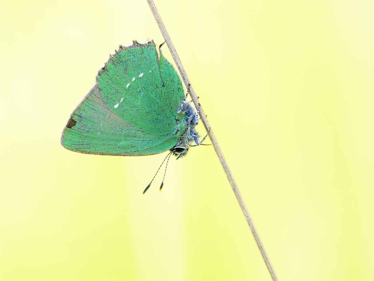 _5010206-Kopie.jpg