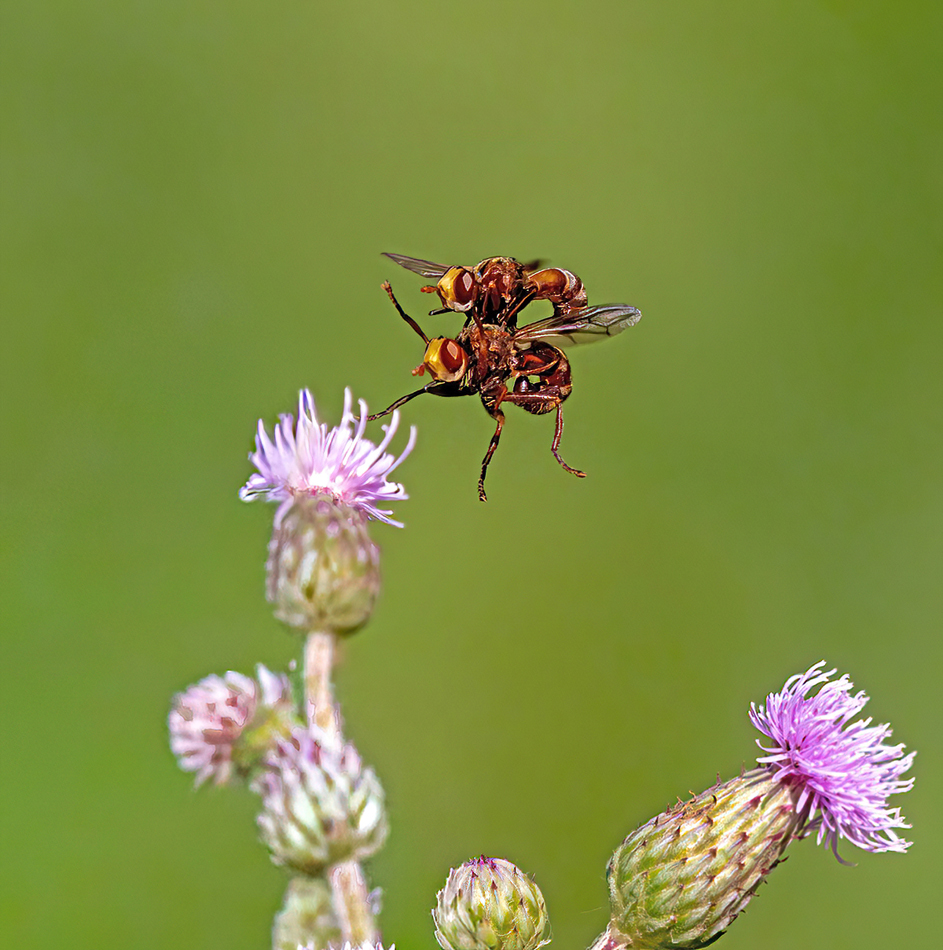 P7040610NP2.jpg