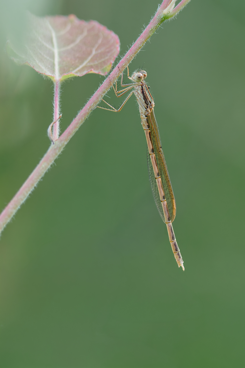 3C3A3725_DxOklein.jpg