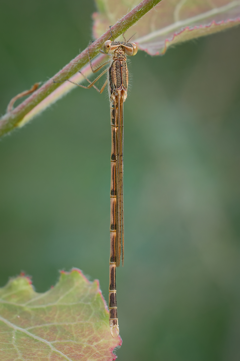 3C3A3757_DxOklein.jpg