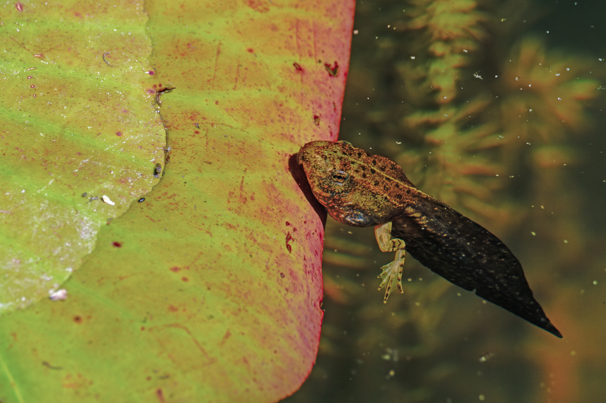 P1002417-.JPG