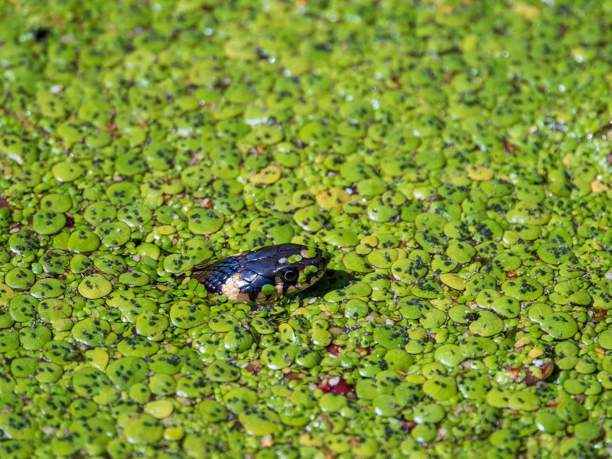 P8020495-1-verkle.jpg
