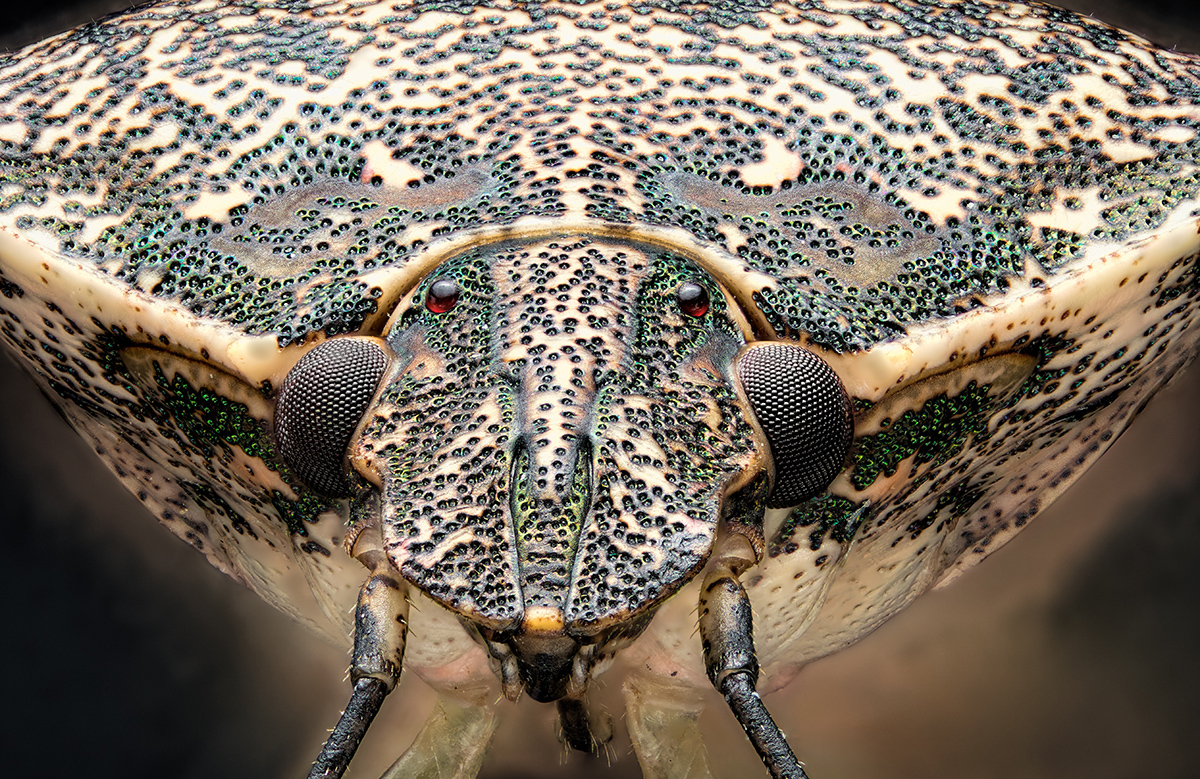 Halyomorpha_halys.jpg