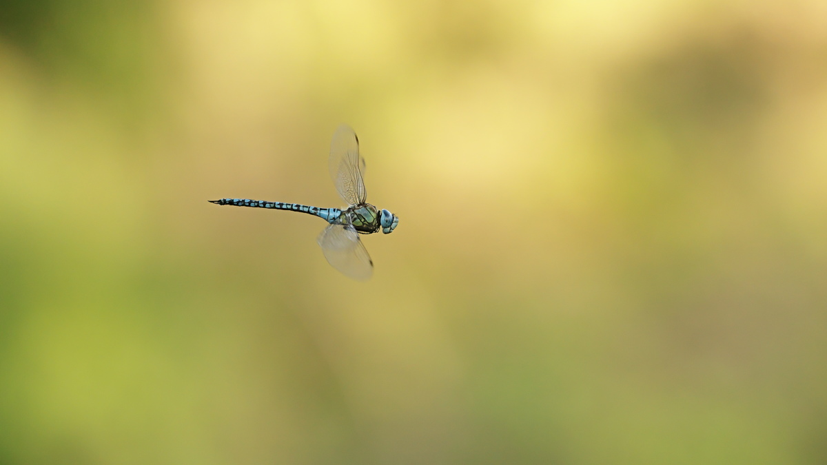 Aeshna mixta 02e Herbst-Mosaikjungfer.jpg