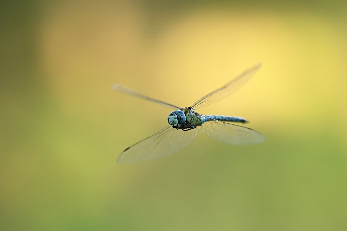 Aeshna mixta 02i Herbst-Mosaikjungfer.jpg