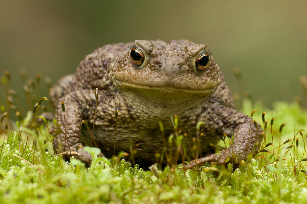 DSC_Kröte 12.jpg
