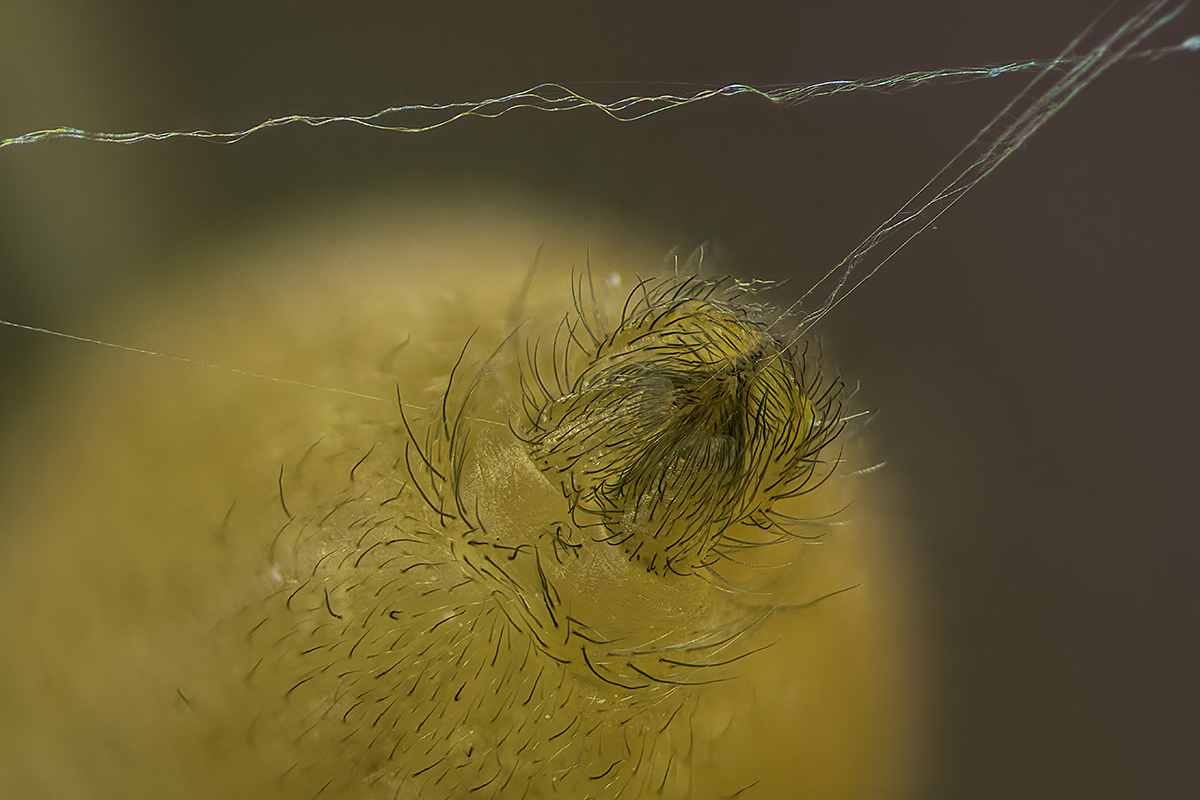 Spinne_Fäden_HF46.jpg