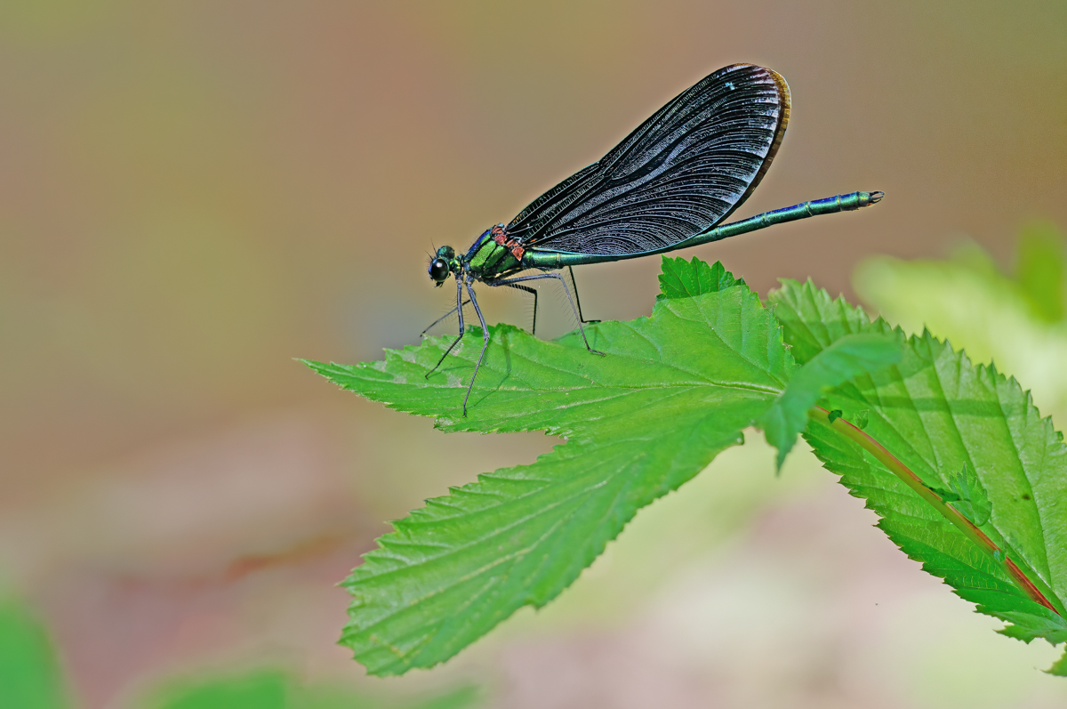 P1075567-.JPG
