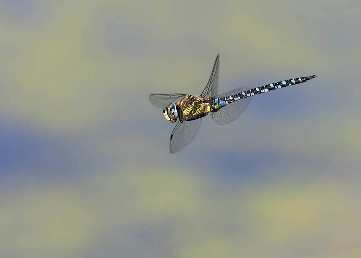 fluig01.jpg