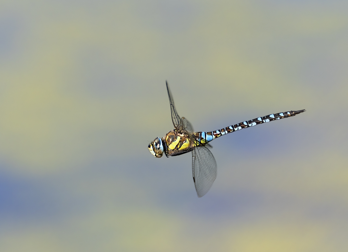 fluig02.jpg