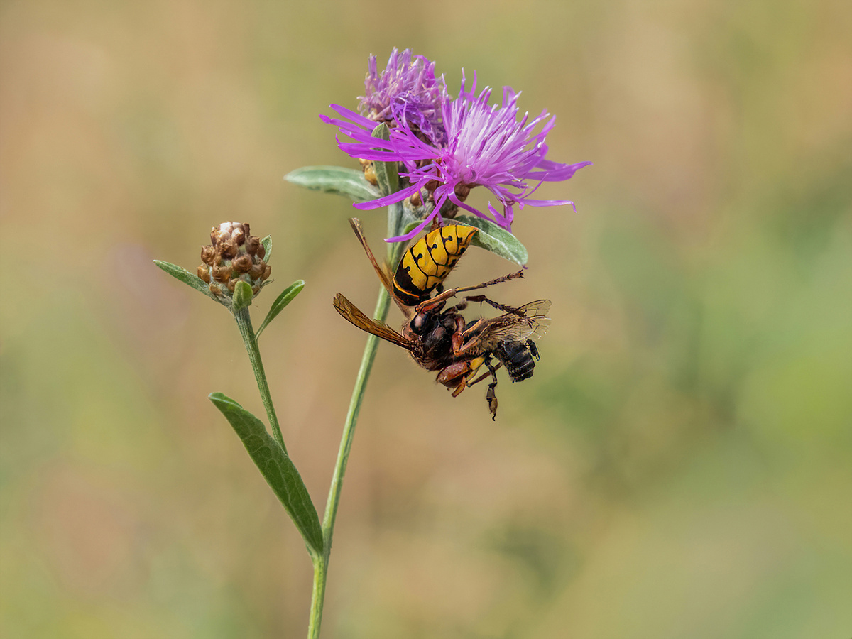 P8070513NP.jpg