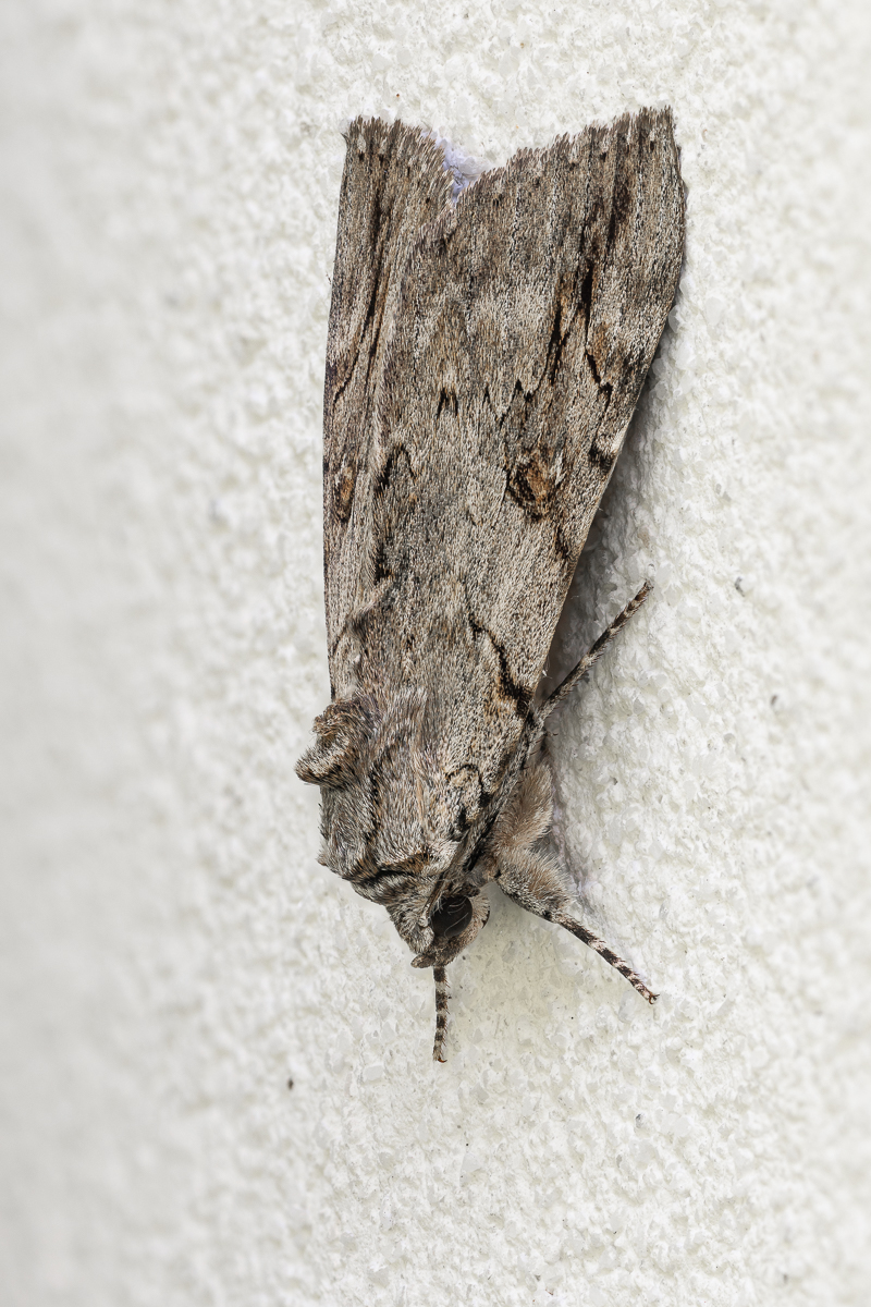 Nachtfalter_12082026-2.jpg