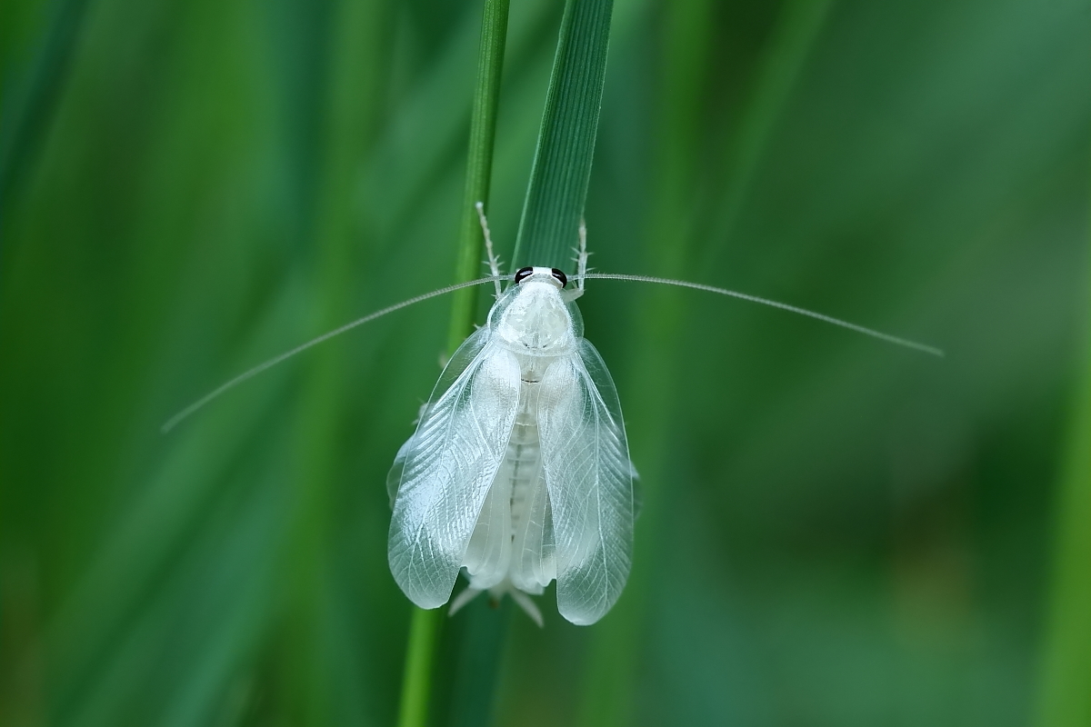 IMG_4042_rs.JPG