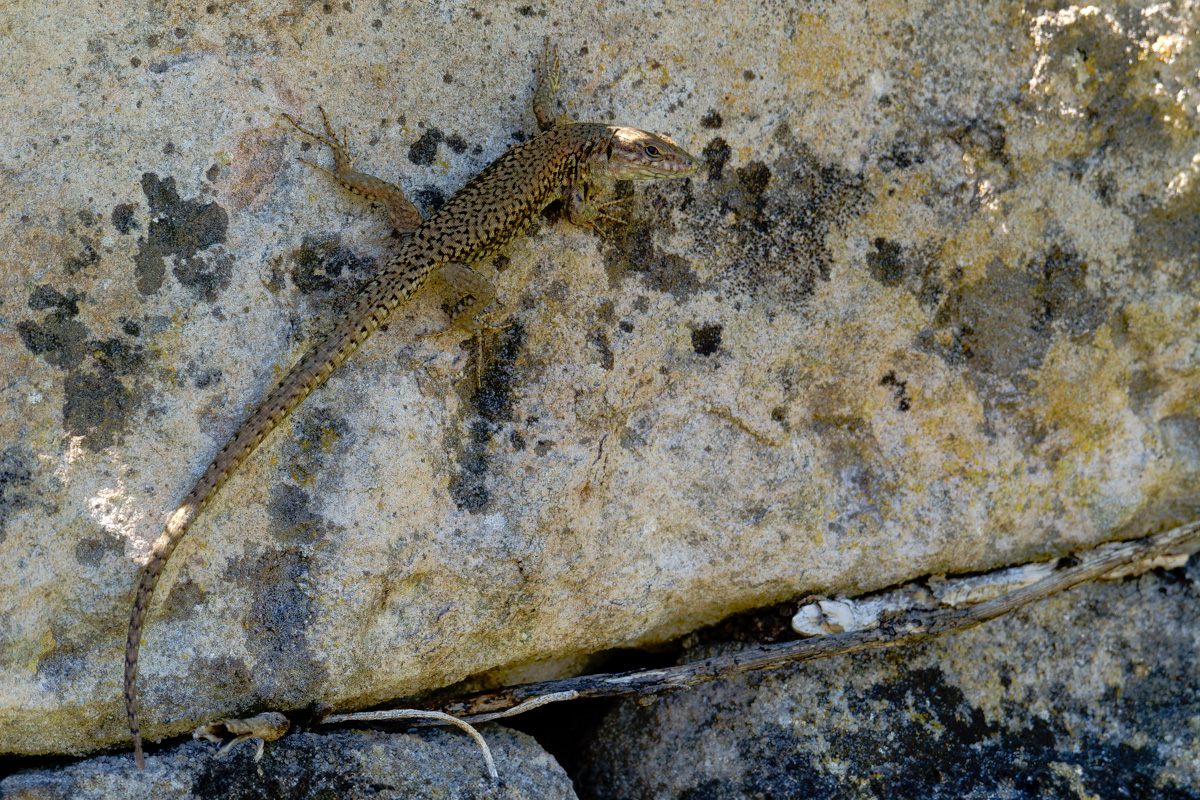P1002927-.JPG