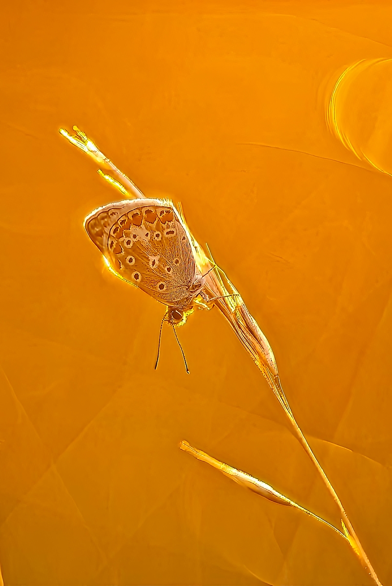 _J2A3010 2 1.jpg