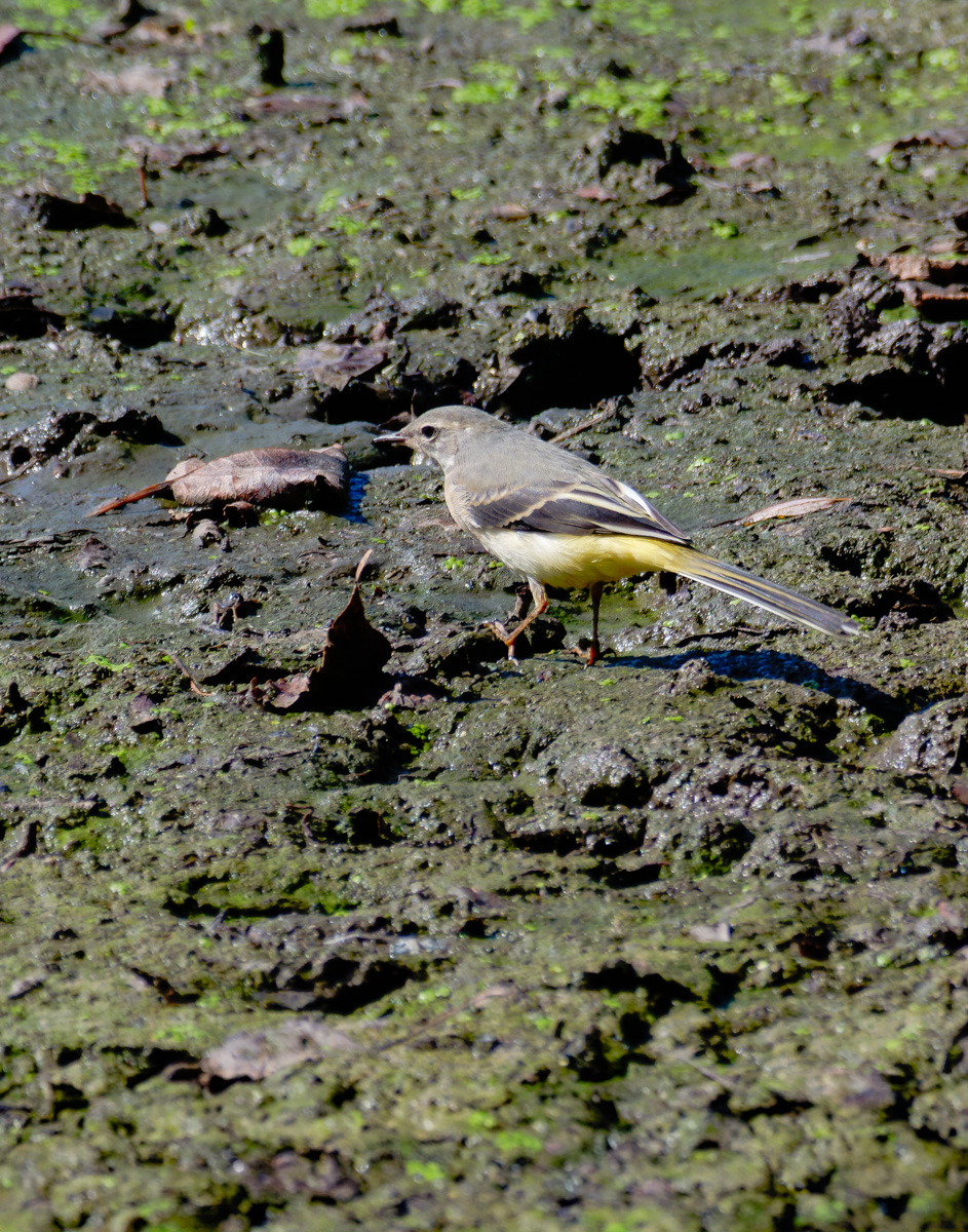 P1003682-.JPG